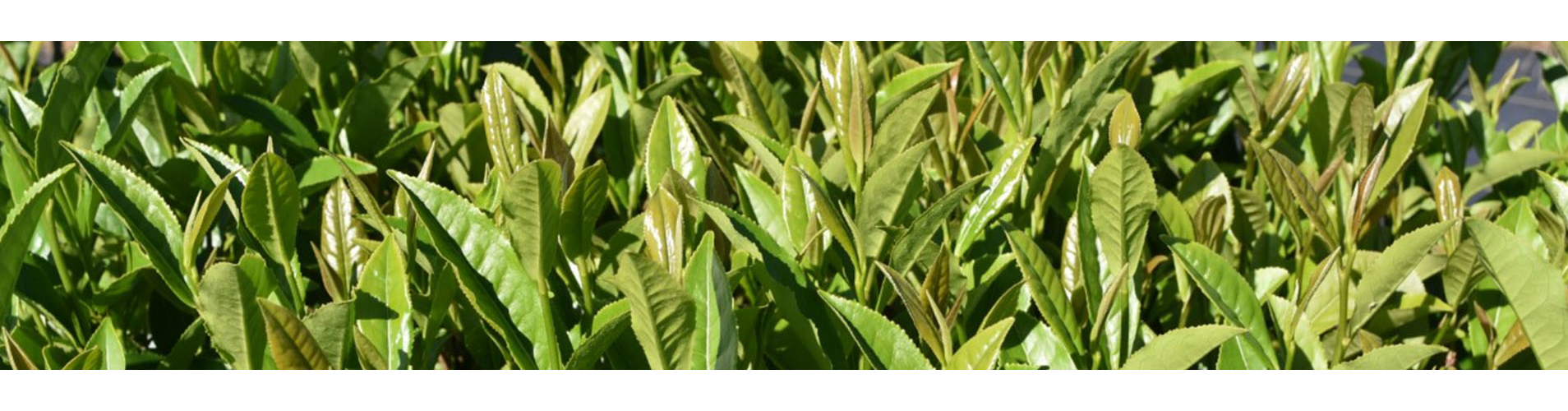 Tea Research & Extension